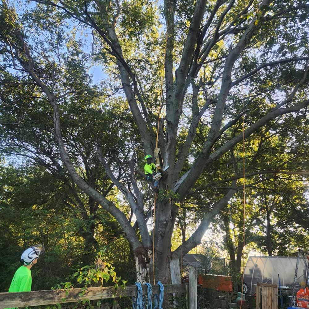 Employee In Large Tree