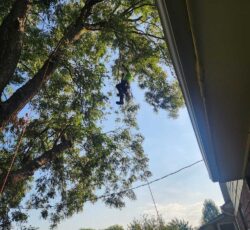 Employee In Tree