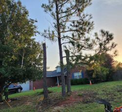 Removal Of Trees