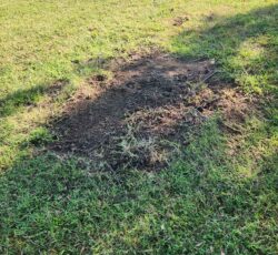 Stump Removal