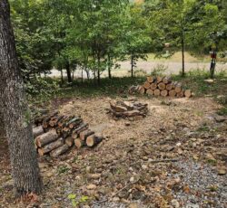 Stumps After Removal