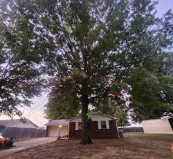 Tree And Employee