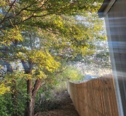 Tree And Fence