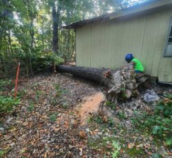 Tree Removal