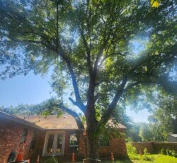Tree Trim