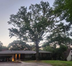 Tree With House