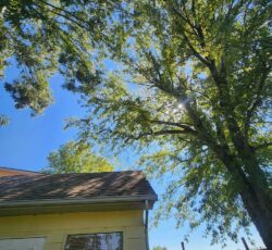 Tree With Sun