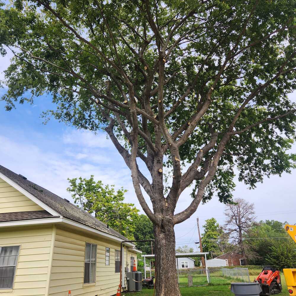Tree
