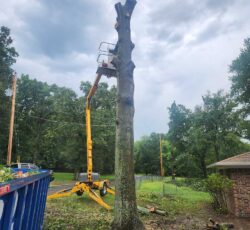 Crane With Tree