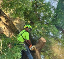 Employee In Tree Action