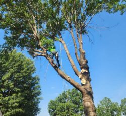 Employee In Tree Trim