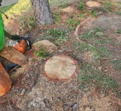 Stump In Ground