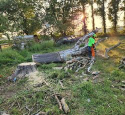 Stump Removal With Employee