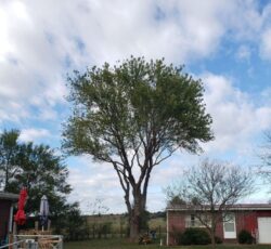 Tree Trimming 1024x1024.