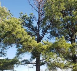 Tree Trimming Green 768x1024.