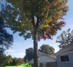 Tree Trimming Tall 768x1024.