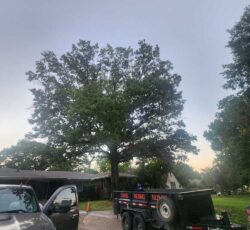 Tree With Trailer