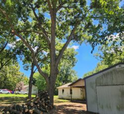 Tree With Trunks