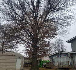 Very Large Tree Trimming 768x1024.